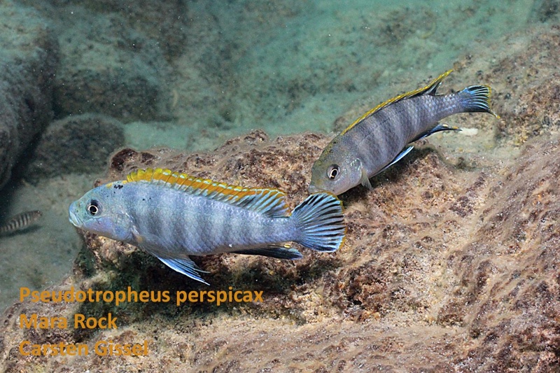 Pseudotropheus perspicax 'Mara Rocks'